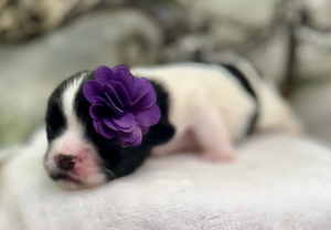 A row of seven tiny newborn puppies sleeping together with their noses visible in a soft blanket.