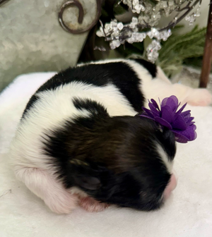 A black and white guinea pig wearing a small purple flower accessory rests on a light-colored surface.