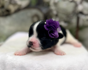 A newborn black and white puppy wearing a purple bow lies on a soft white blanket.