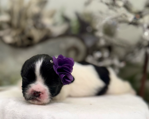 Sleeping black and white puppy wearing a purple flower accessory rests on white surface.
