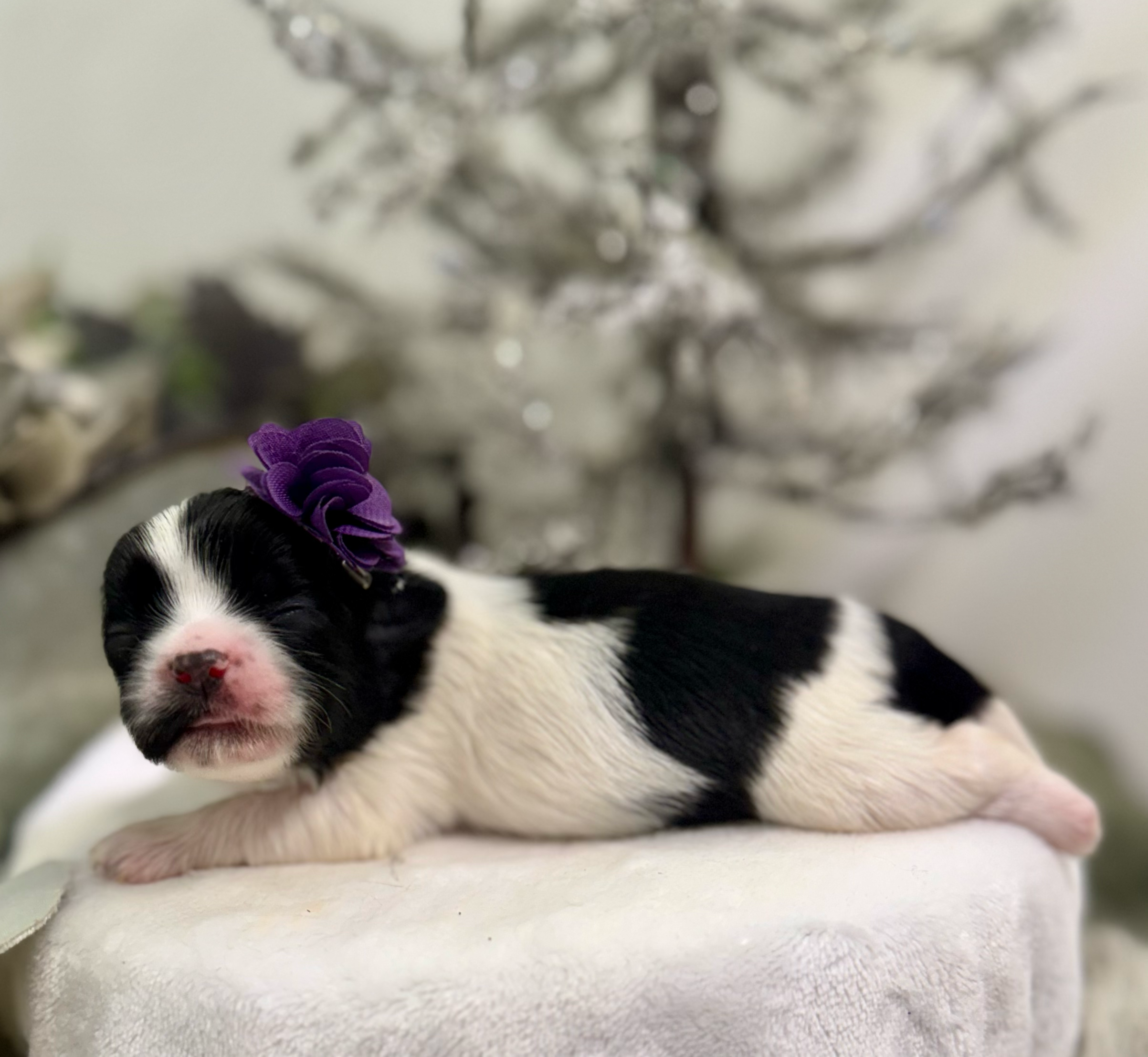 A black and white dog sleeps peacefully with a purple flower decoration on its head.