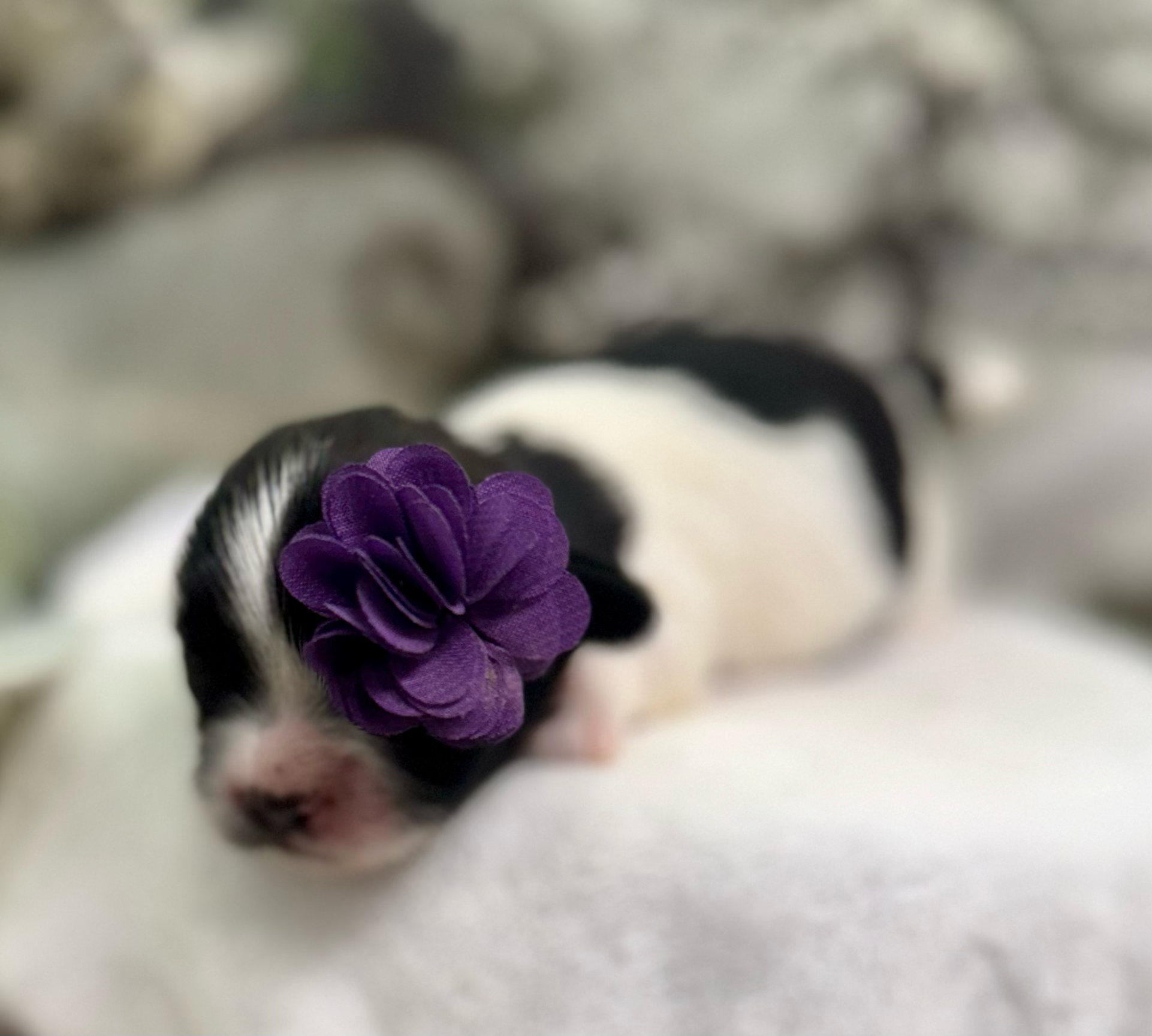 A row of nine close-up images showing a small black and white puppy wearing different purple hair bows and accessories.
