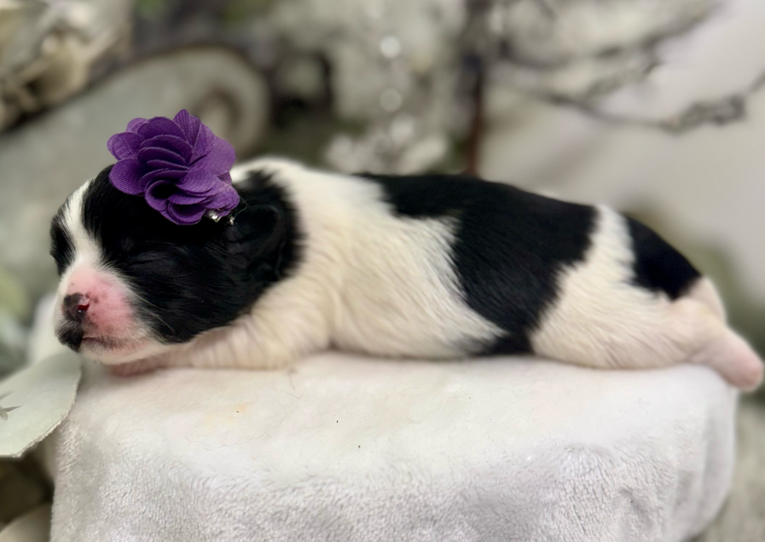 Sleeping black and white puppy wearing a purple flower accessory rests peacefully on white fabric.