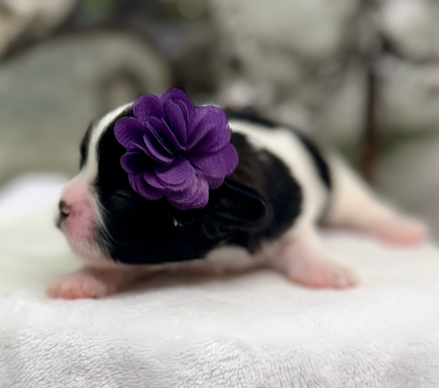 A row of tiny baby hamsters sleeping on a soft white surface with small purple flowers in their fur.