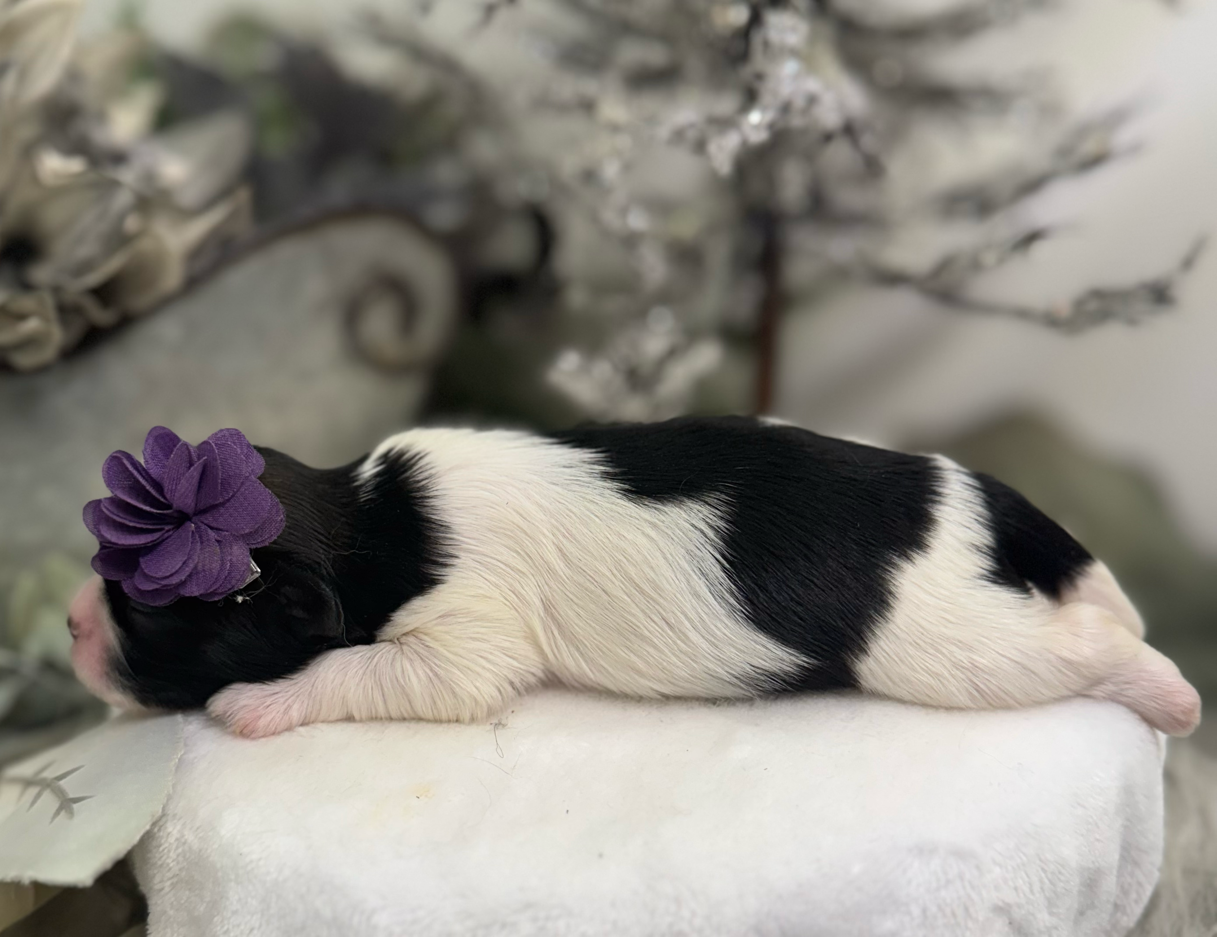 A sleeping black and white dog wears a purple flower while resting on a light-colored surface.