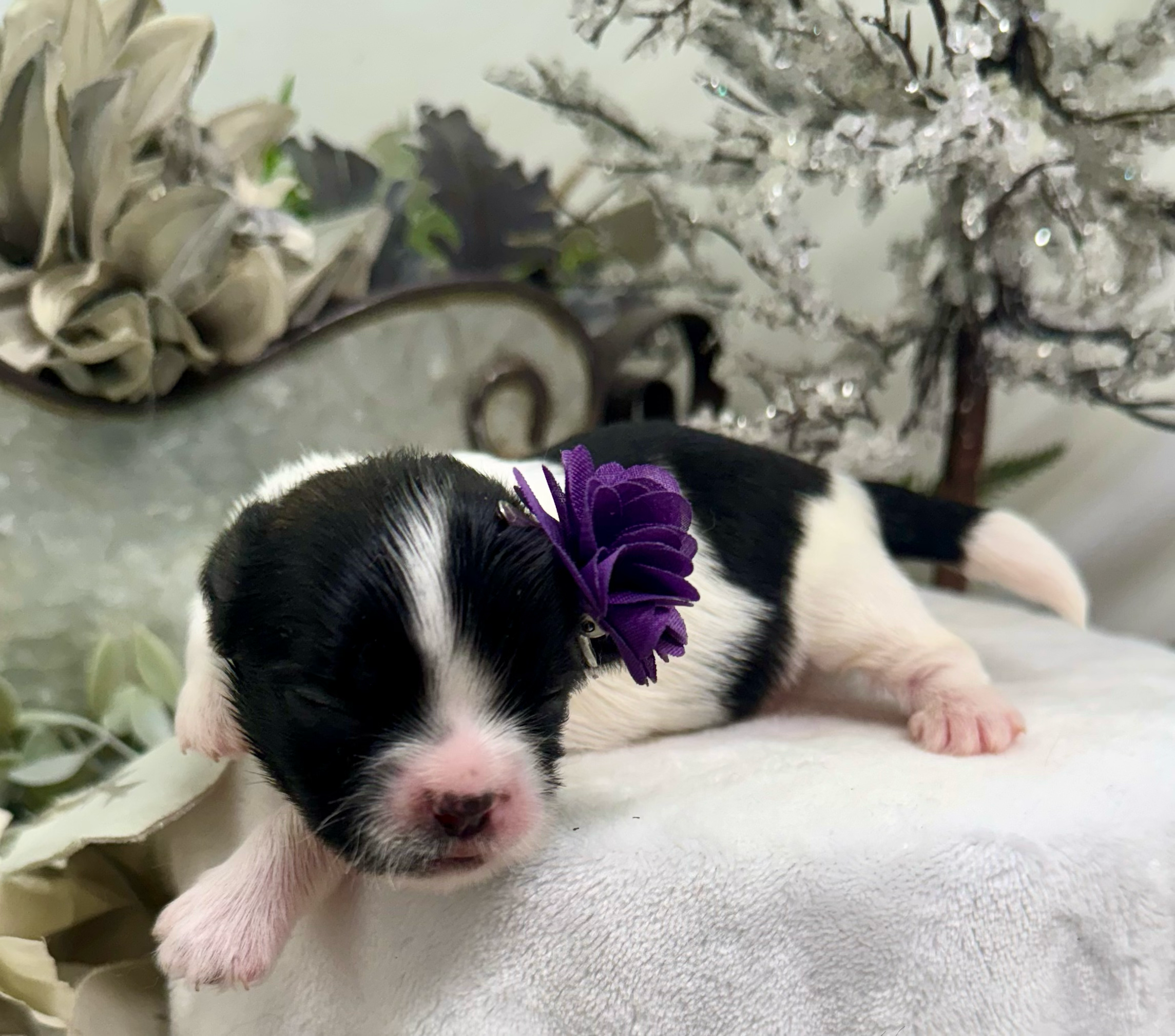 Newborn border collie puppies with black and white fur sleeping together in a cozy blanket.