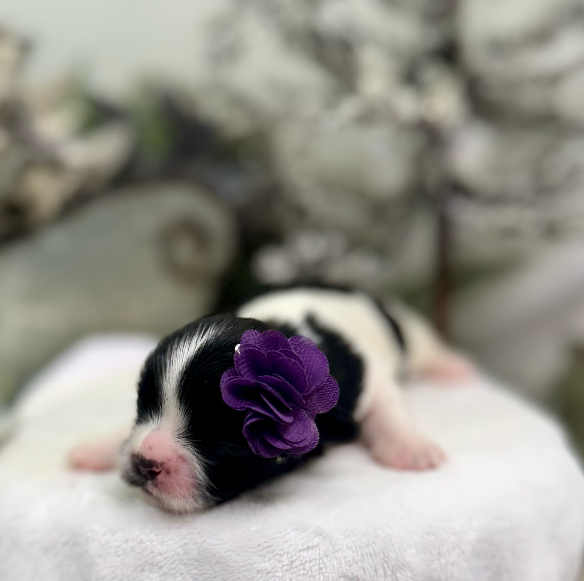 A tiny black and white newborn puppy wearing a purple flower accessory rests on a soft white surface.