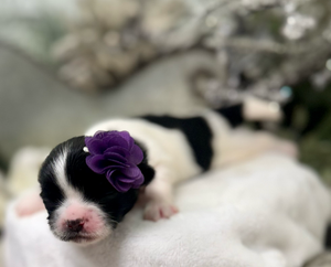 A series of eight close-up photos showing a small black and white puppy with purple bows in its fur.
