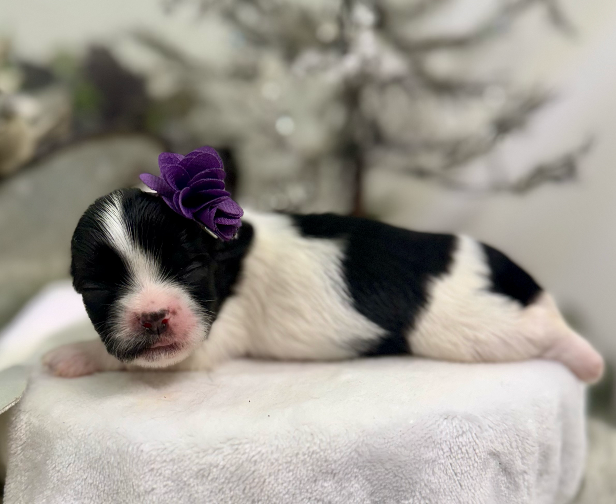 A sleeping black and white Boston Terrier puppy rests peacefully on a soft white surface.