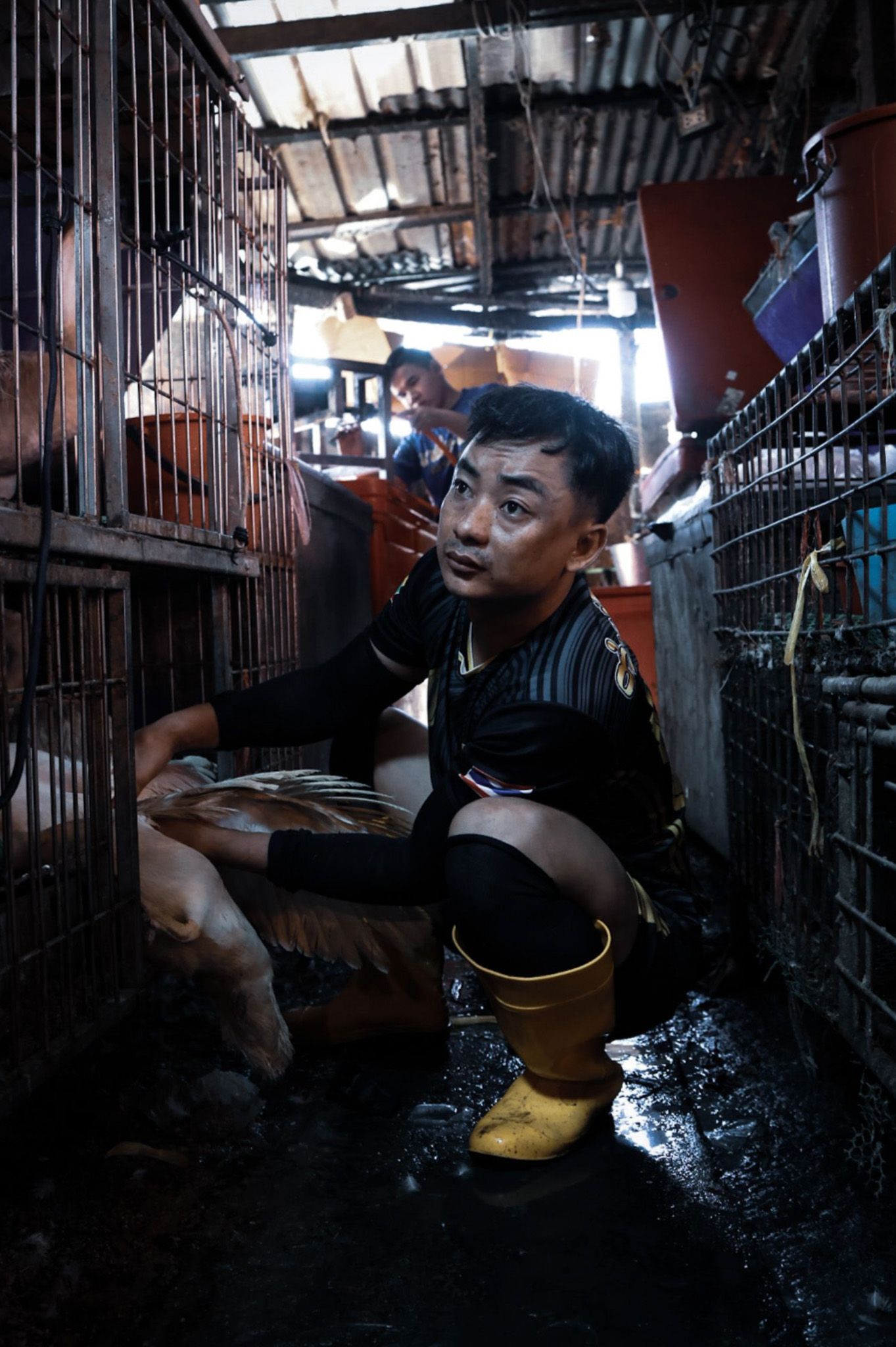 Man crouching beside poultry cages wearing rubber boots in a wet market.