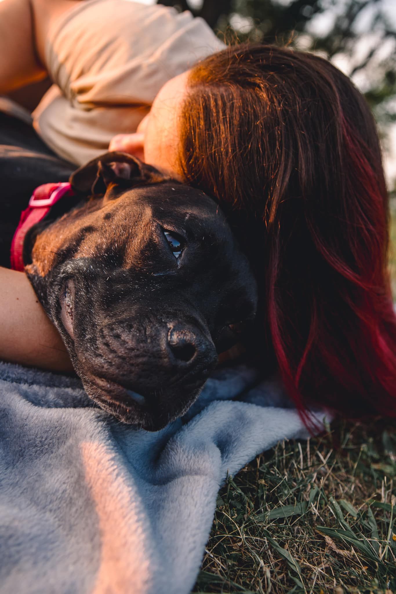 A black dog rests peacefully on a blanket in warm sunlight.