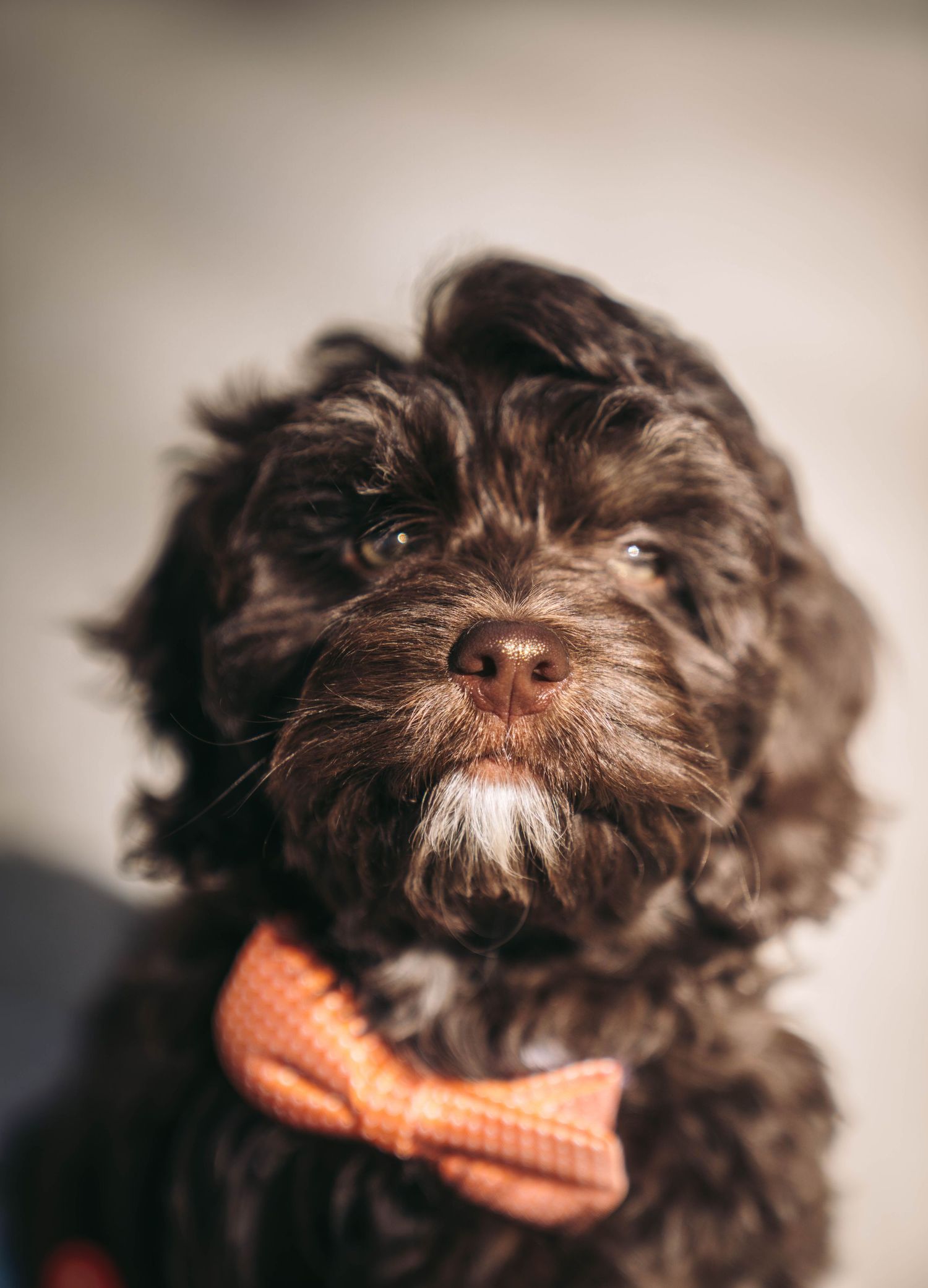 Portrait of a brown and white dog wearing a purple collar against blurred background.