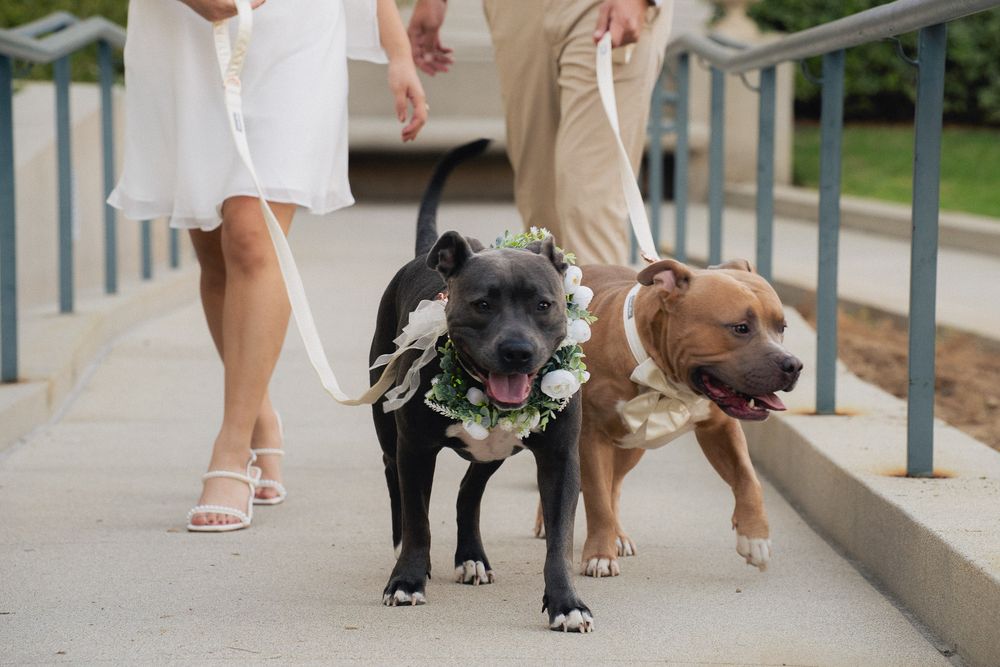 Two dogs walking beside their owners through Pasadena City Hall courtyard.