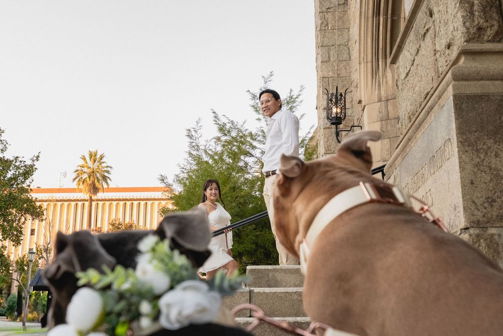 Romantic photo of couple holding hands while dogs rest between them.