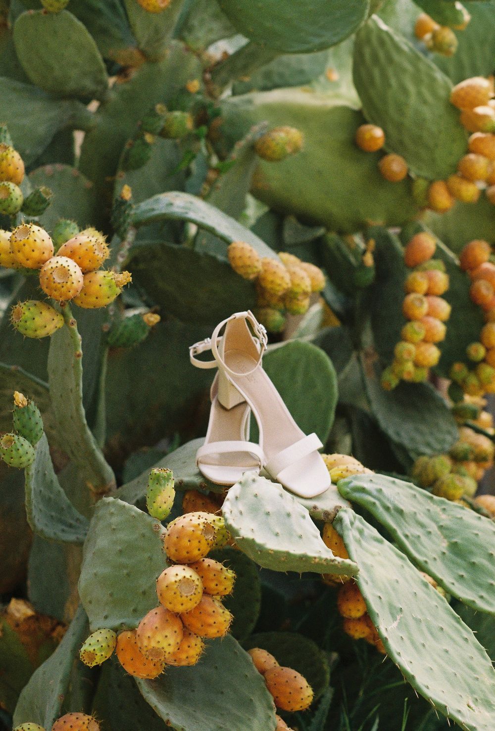 White bridal shoes placed artistically among orange flowering cacti.