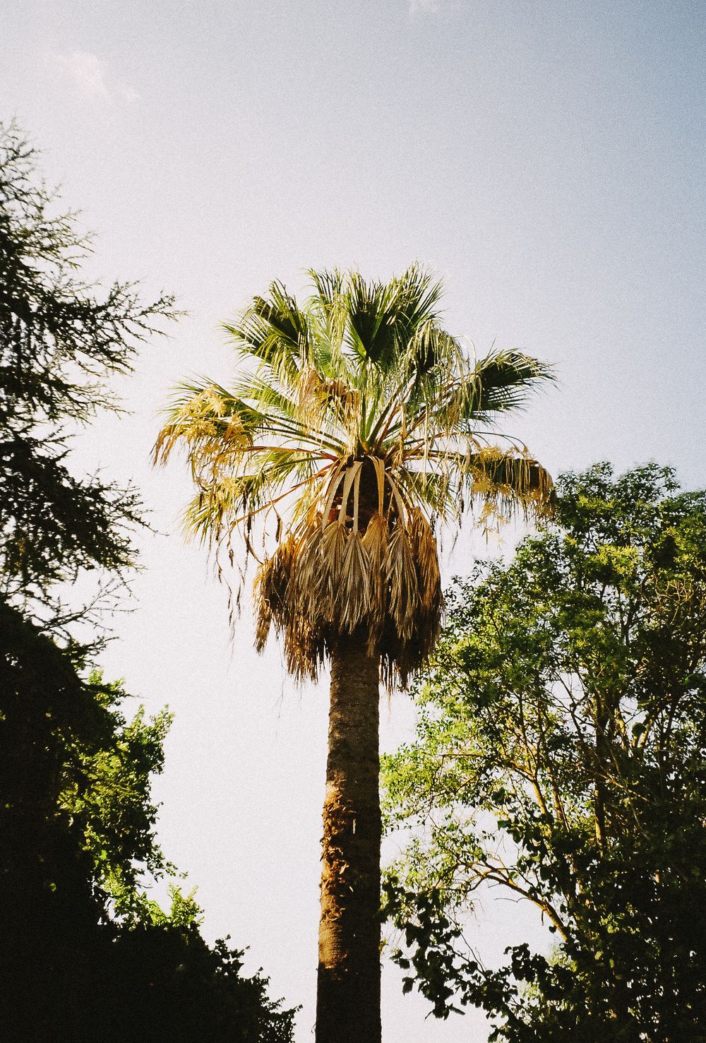 Tall palm trees silhouetted against a bright blue sky.