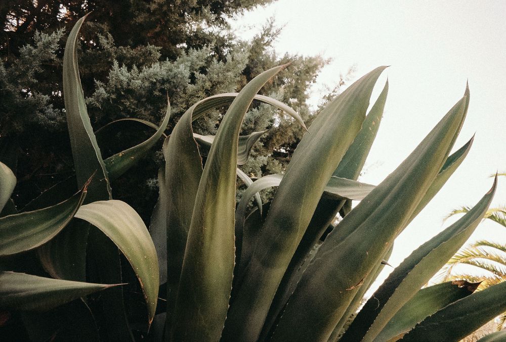 Close-up panoramic view of green agave plant leaves in natural light.