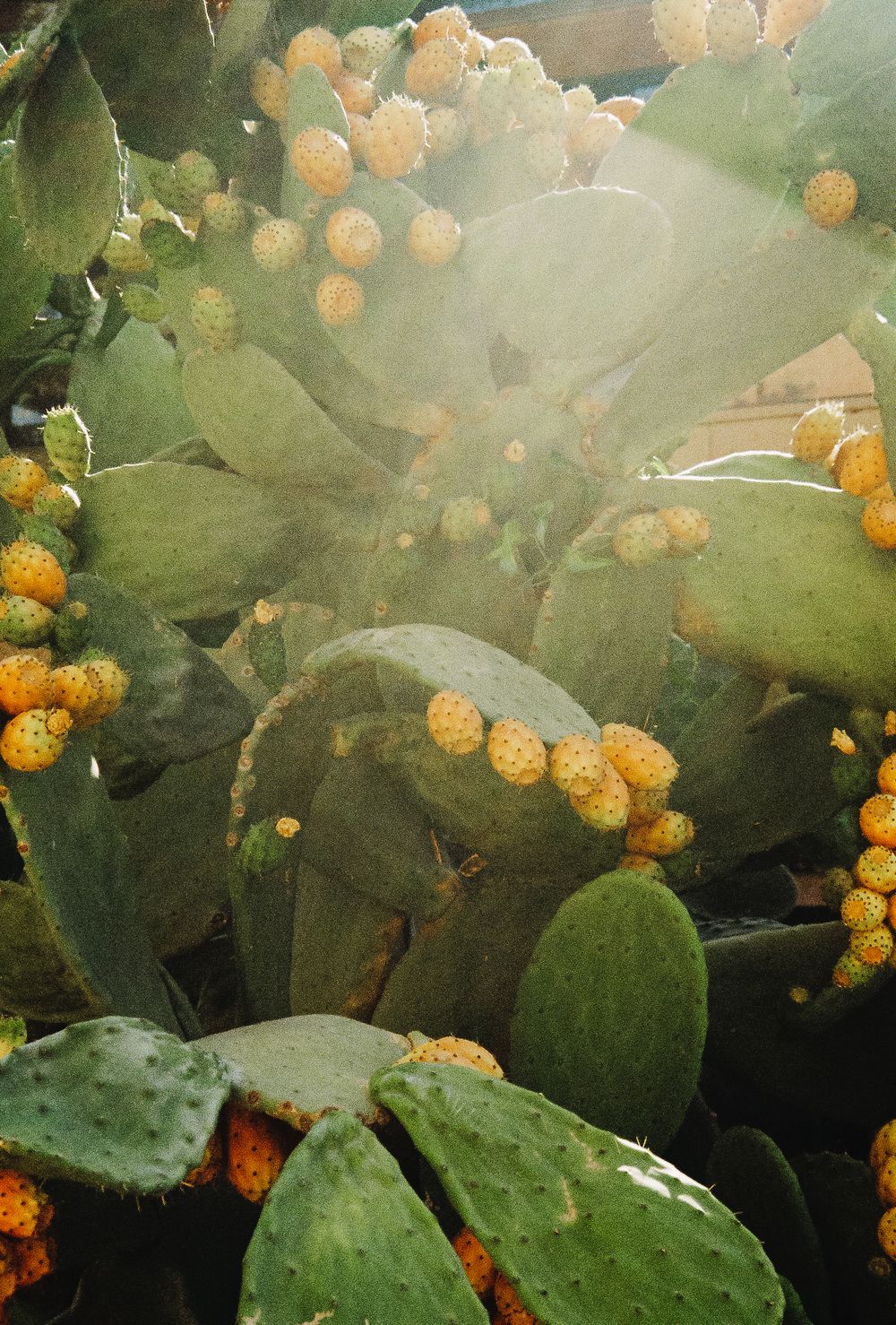 Prickly pear cactus with bright orange fruit growing among green paddle-shaped leaves.