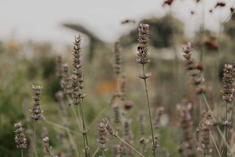 Close-up of lavender stems with a bee pollinating the purple flowers in a natural garden setting.