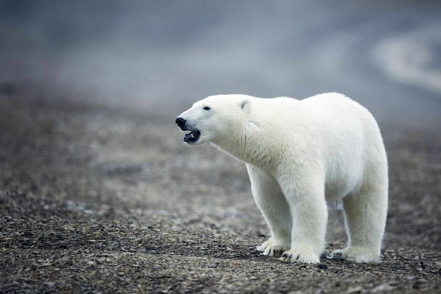 Wildlife photography: Polar Bear on Somerset Island, High Arctic, Canada. Photo by Dayle Prowse.