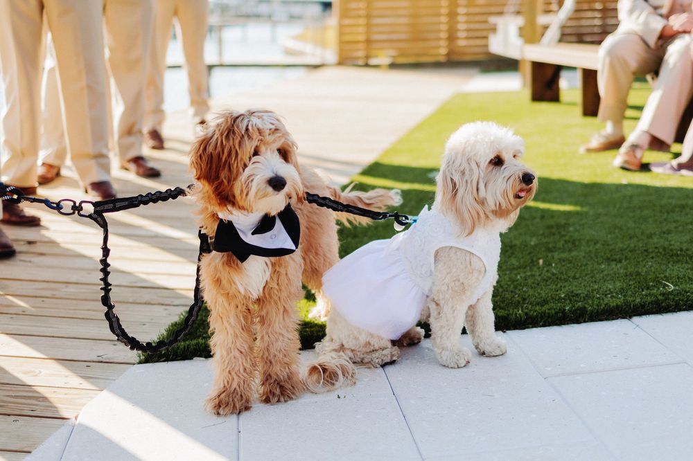 Brown fluffy dogs play and interact at an indoor dog daycare facility with green turf flooring.