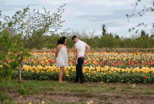 Couple standing in a vibrant tulip field with yellow and red blooms under a cloudy sky.