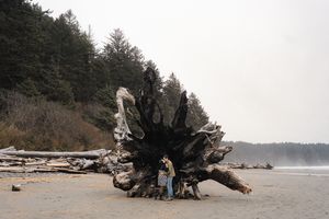 Massive driftwood log on a foggy beach with evergreen trees along the Pacific Northwest coastline.