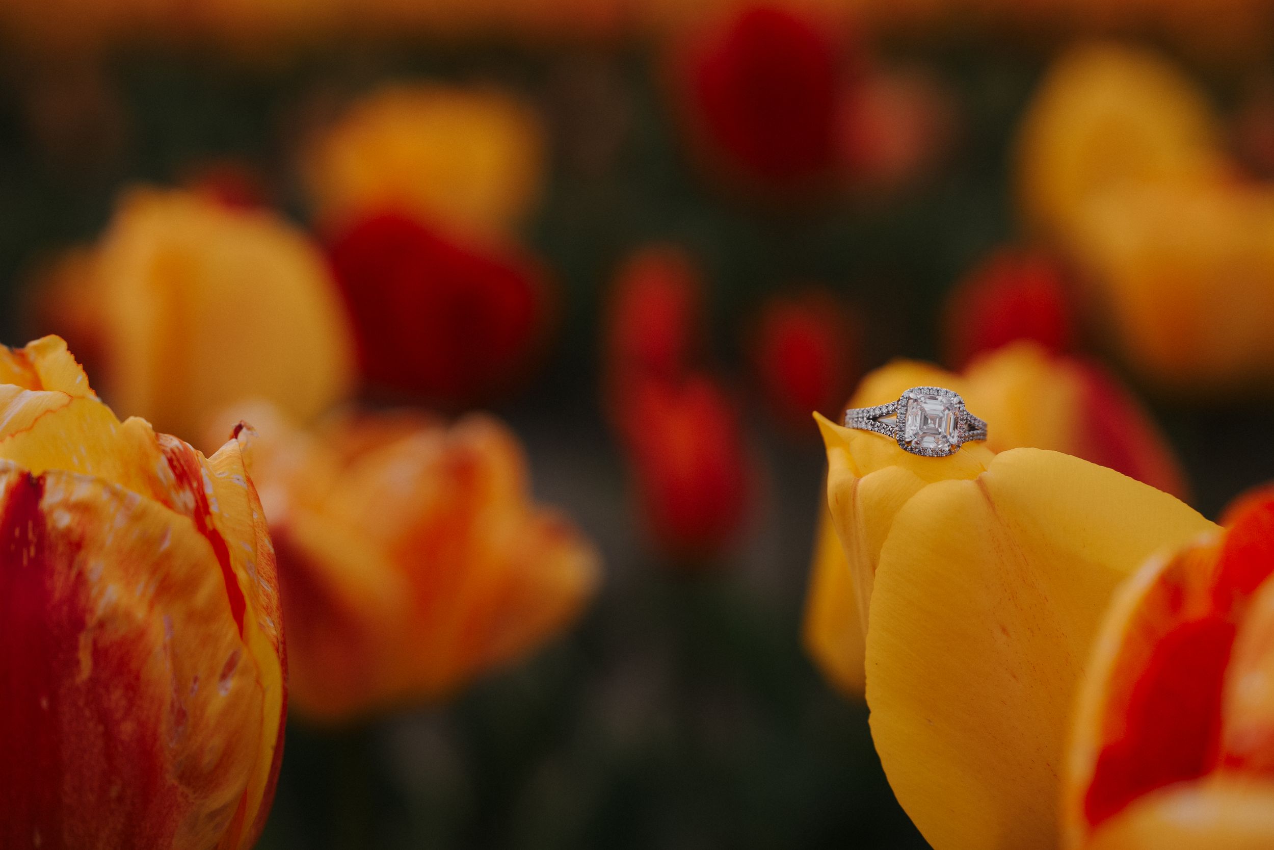 Diamond engagement ring resting on a yellow tulip petal surrounded by vibrant orange and red tulips in bloom.