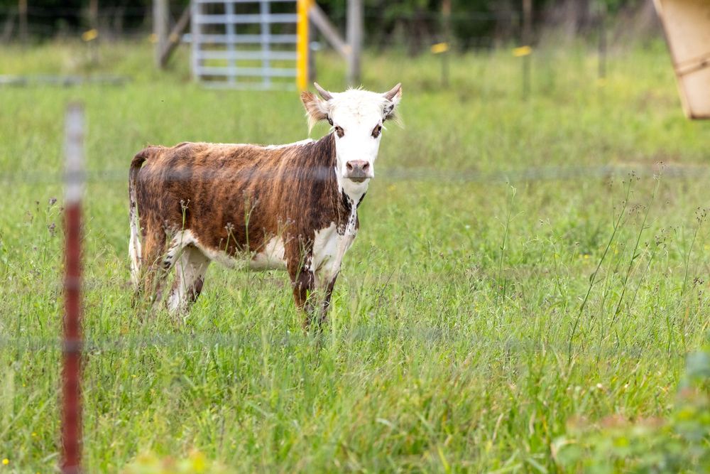 Horses graze peacefully in a green pasture with wooden fencing visible in the background.