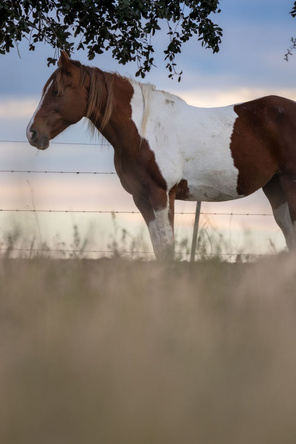 horse standing behind a fence during golden hour with trees in background.