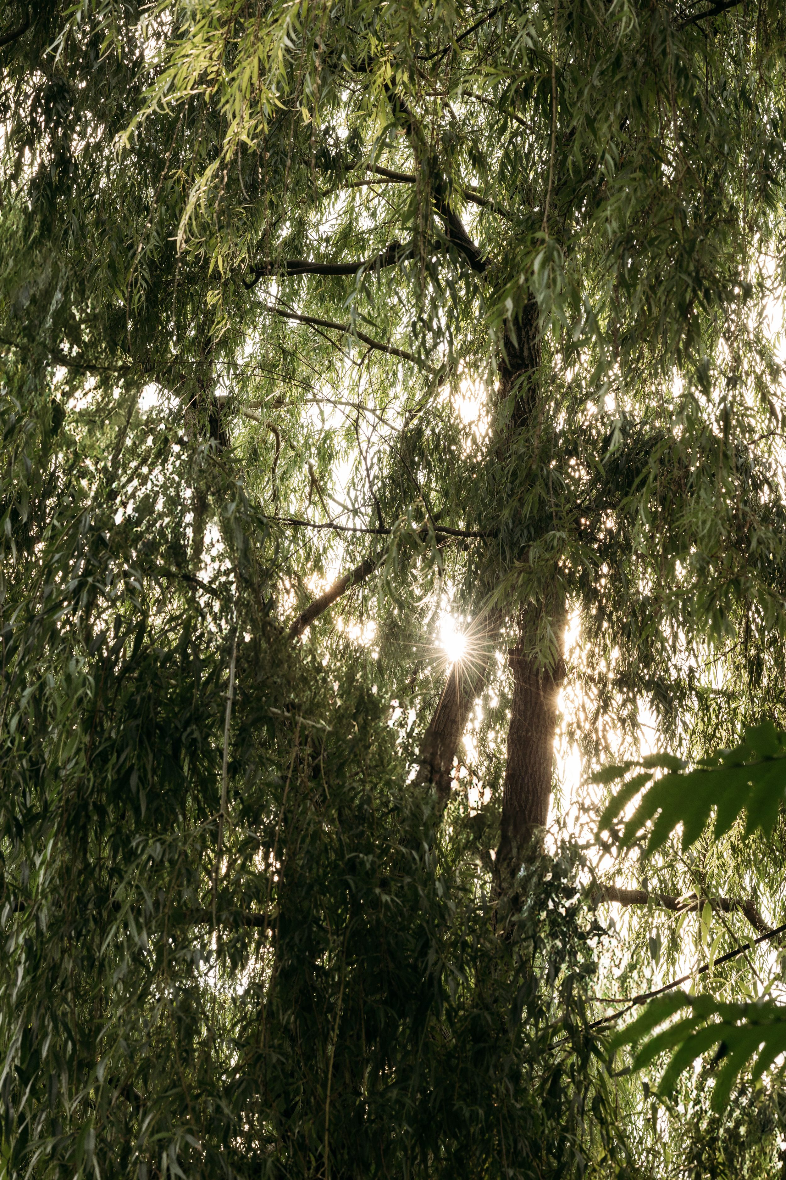 Sunlight filters through dense green foliage of tall trees creating a mystical forest atmosphere.