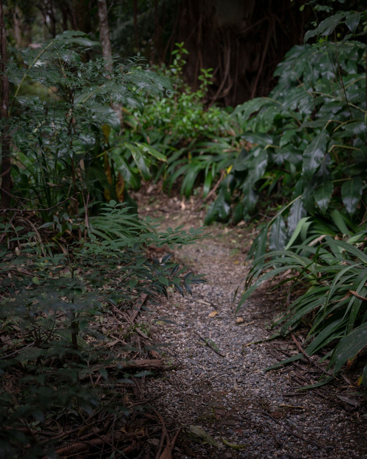 Path leading into the woods