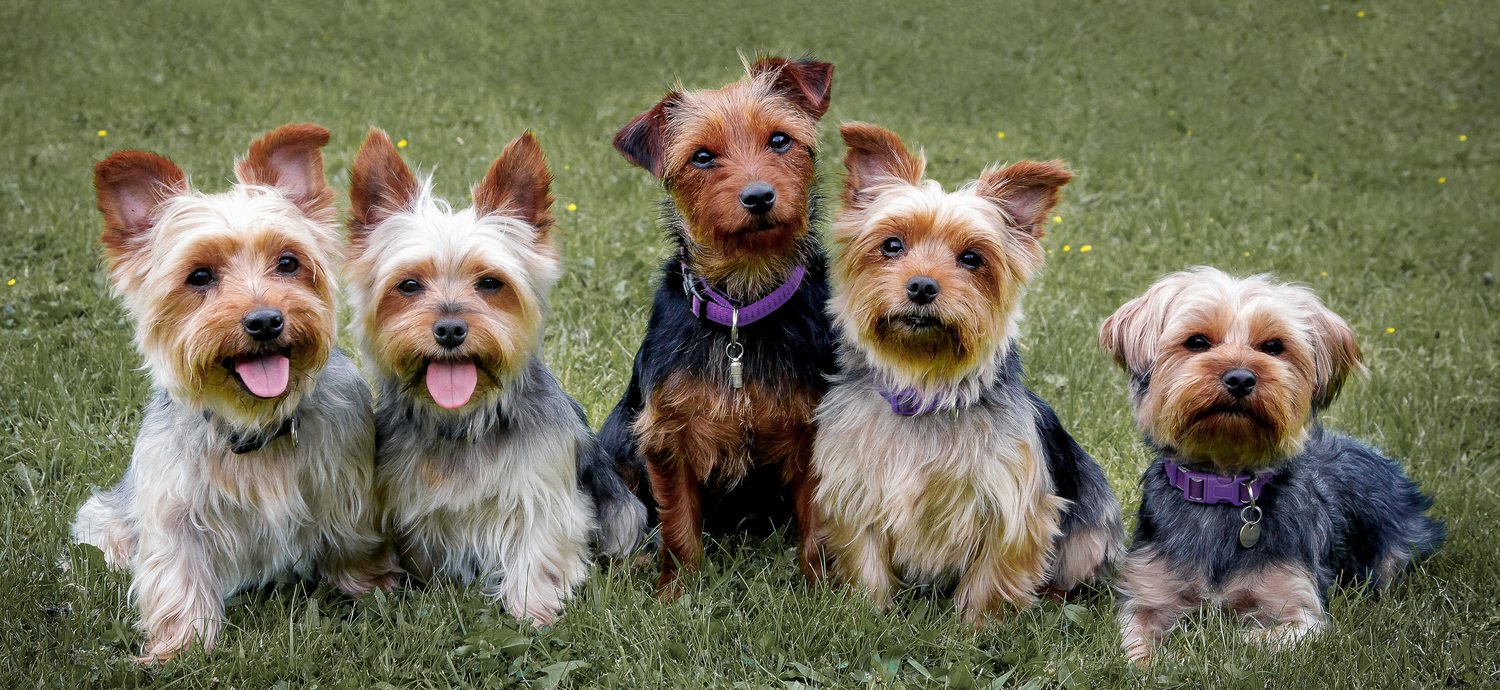 Barnsley, dog photography, dog photos, dog photographer