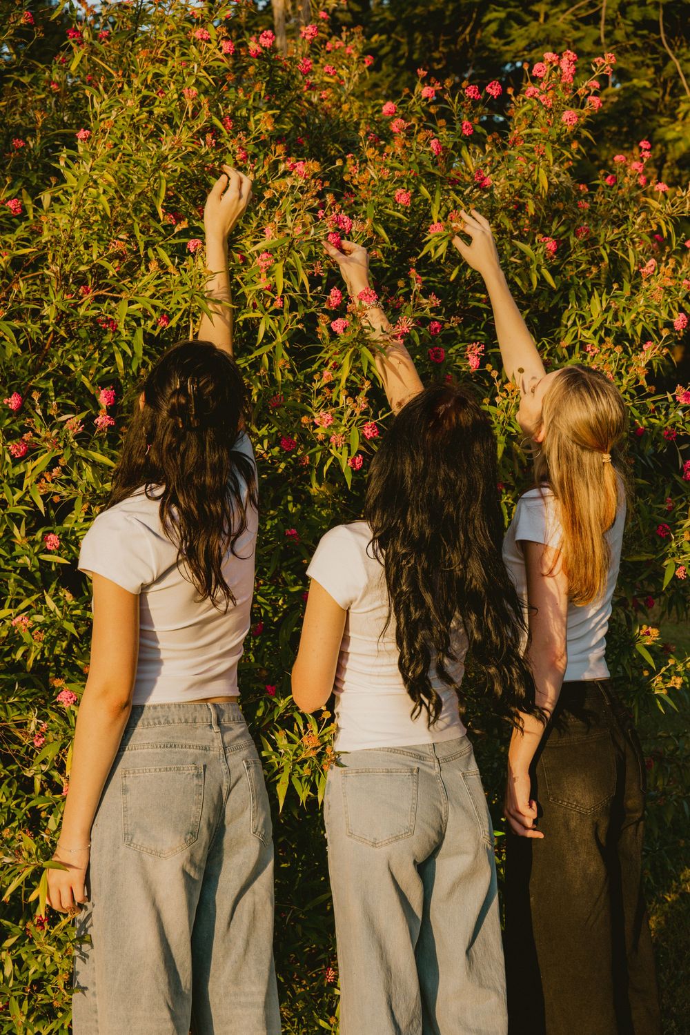 Three girls in white tees and jeans reaching for pink flowers on a lush green bush in golden sunlight.