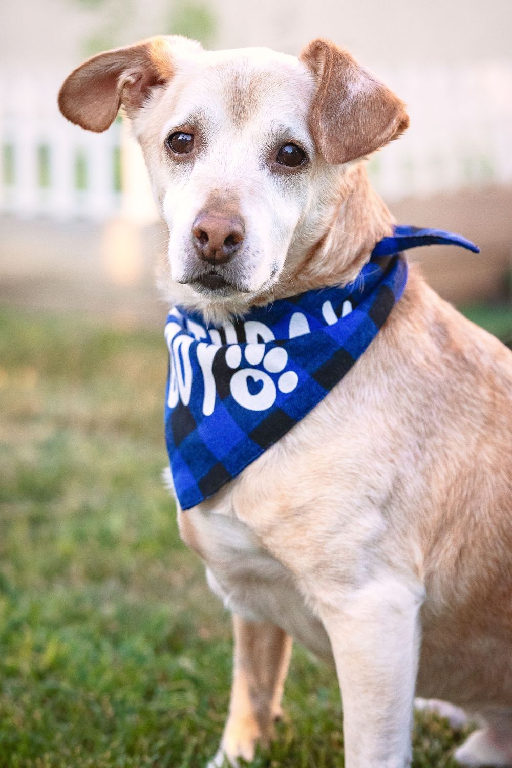 A light tan dog wearing a blue plaid bandana with paw prints sits on green grass outdoors.