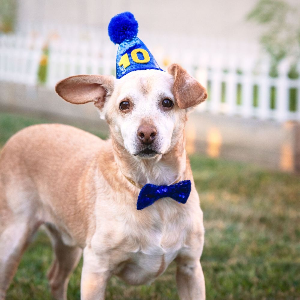 A golden dog wearing a blue sparkly bow tie and a blue party hat with the number 10 stands on grass.