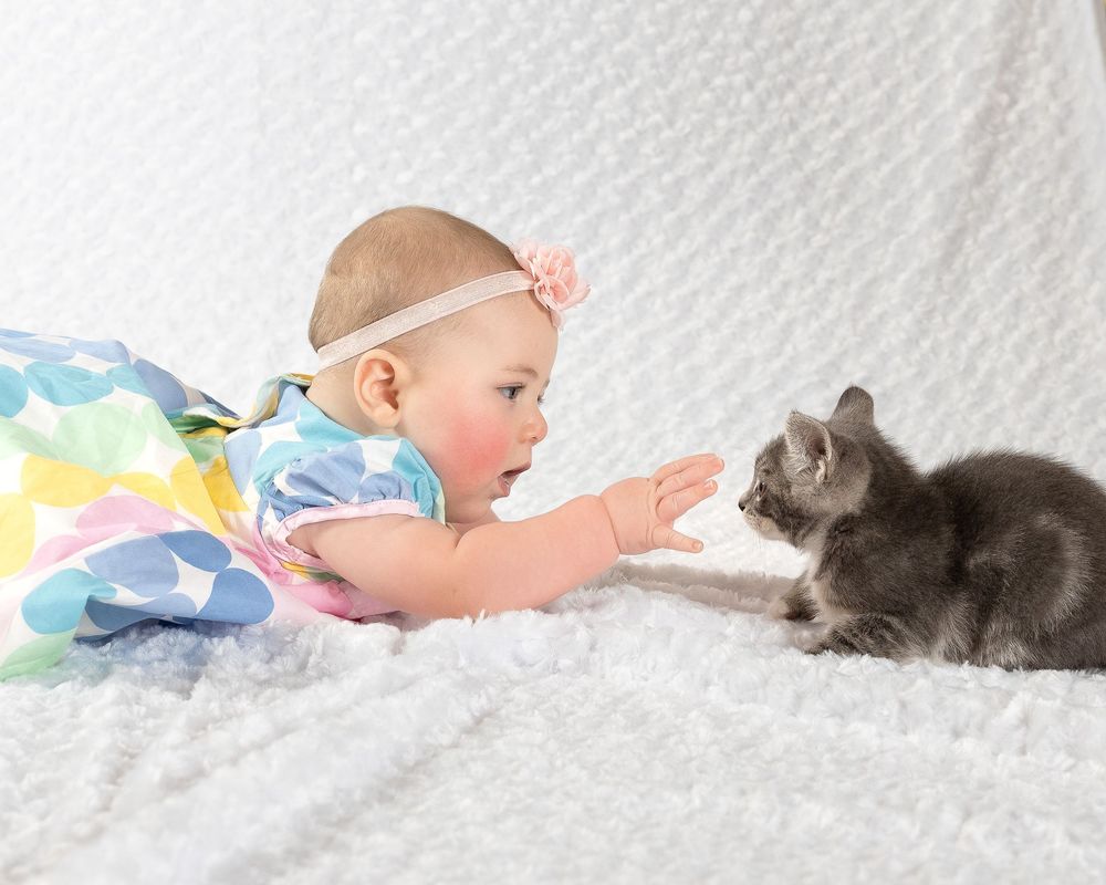 A baby girl in colorful dress reaches toward a gray kitten on a white fluffy blanket.