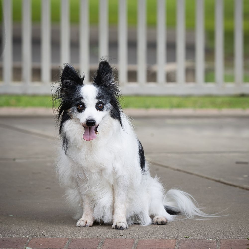 A fluffy black and white Papillon dog sits on pavement with tongue out, posing in front of a metal fence.