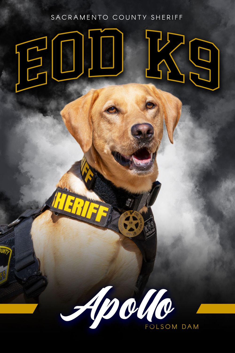 Sacramento County Sheriff EOD K9 Apollo, a yellow Labrador in a Sheriff vest, poses for an official portrait at Folsom Dam.