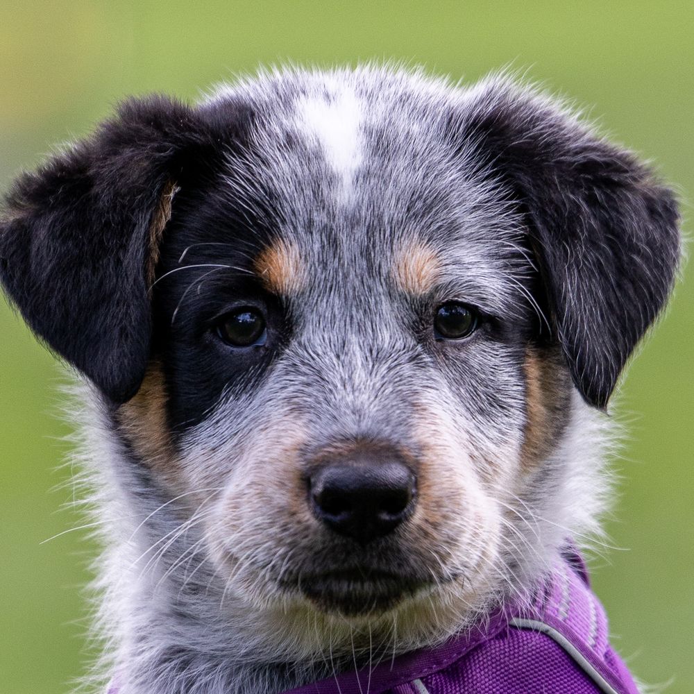 Close-up portrait of an Australian Cattle Dog puppy with blue merle markings wearing a purple harness.