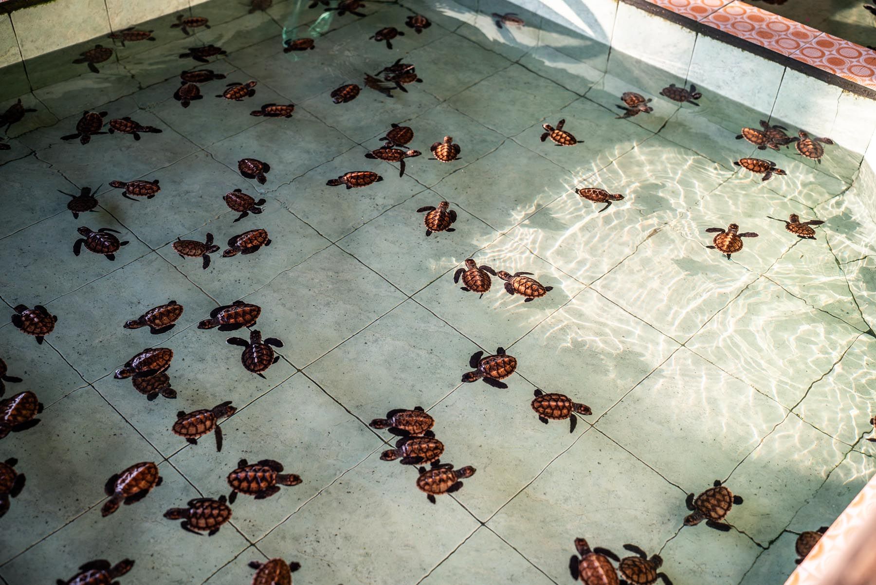 Turtle sanctuary on Gili Meno