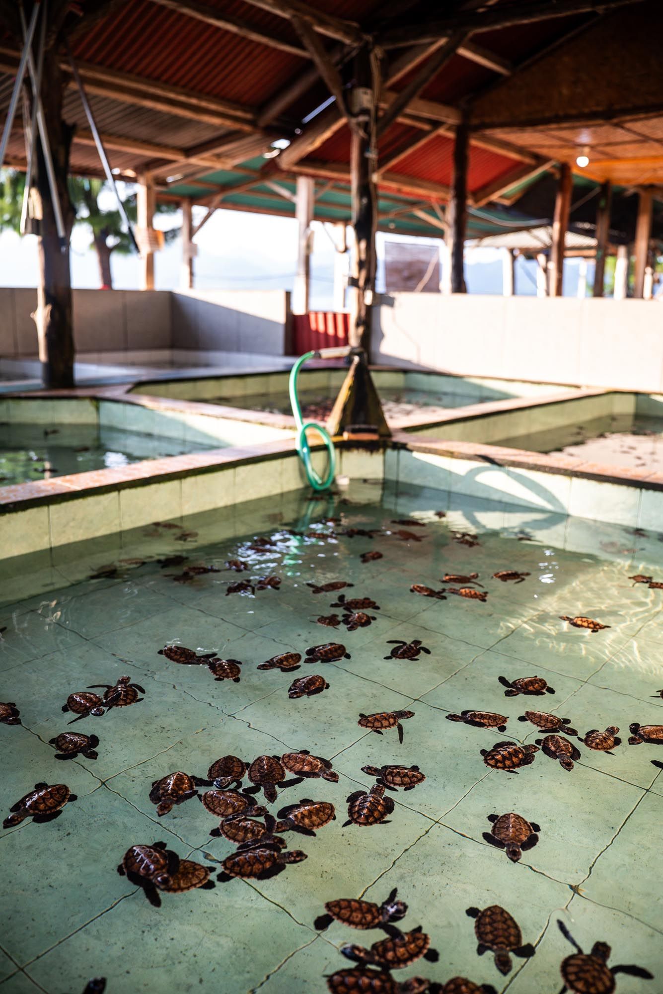 Gili Meno Turtle Sanctuary exterior