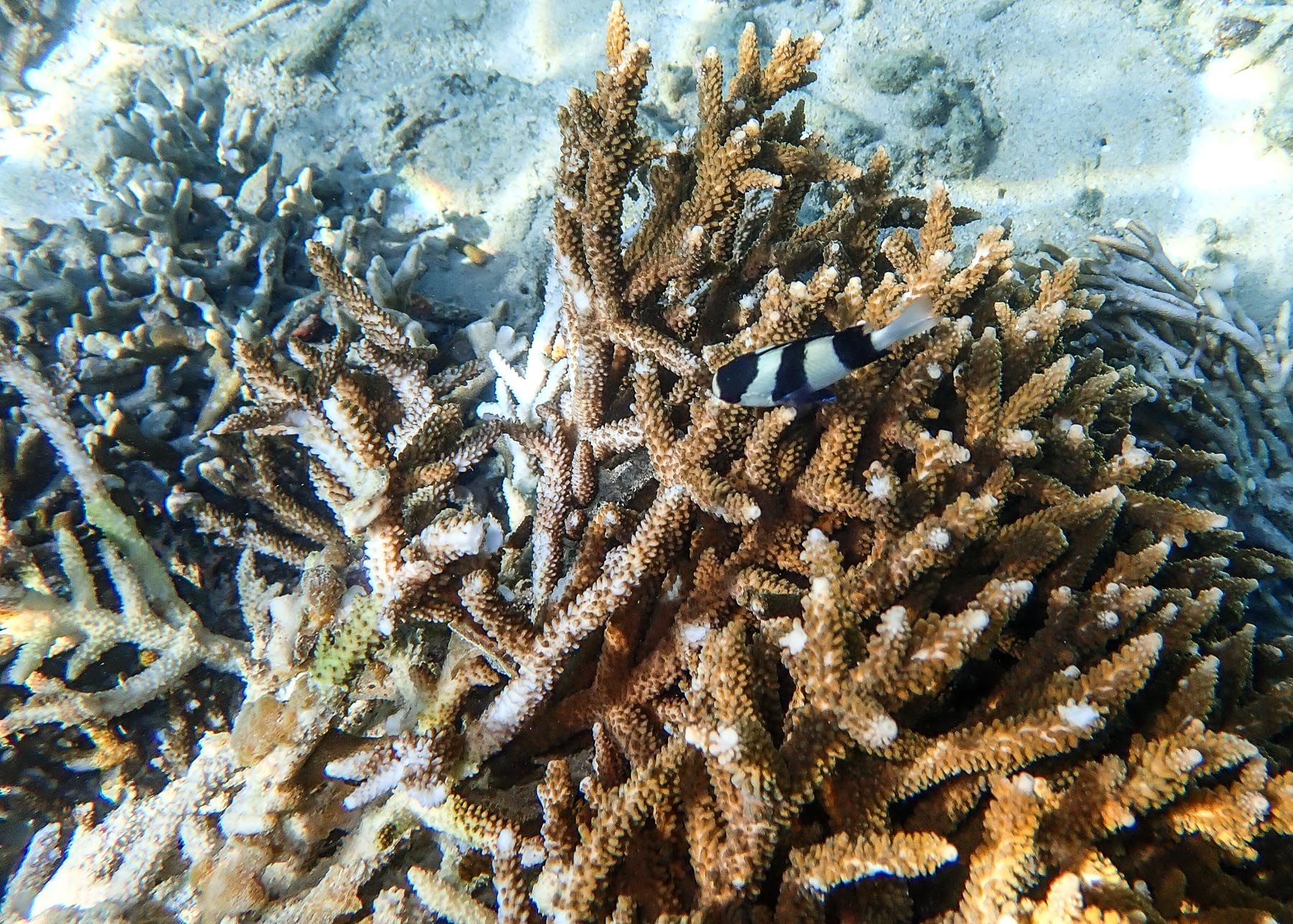 Boat snorkelling trip around the Gili Islands