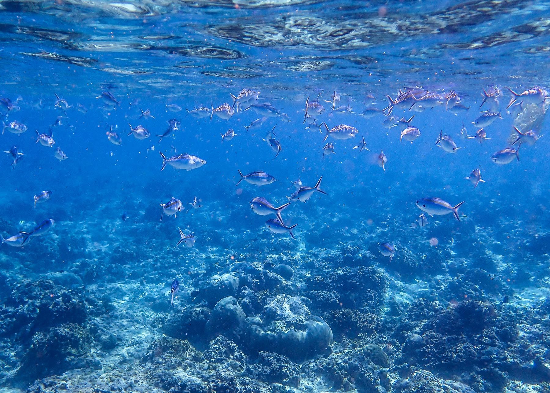 Scuba diving waters around Gili Meno