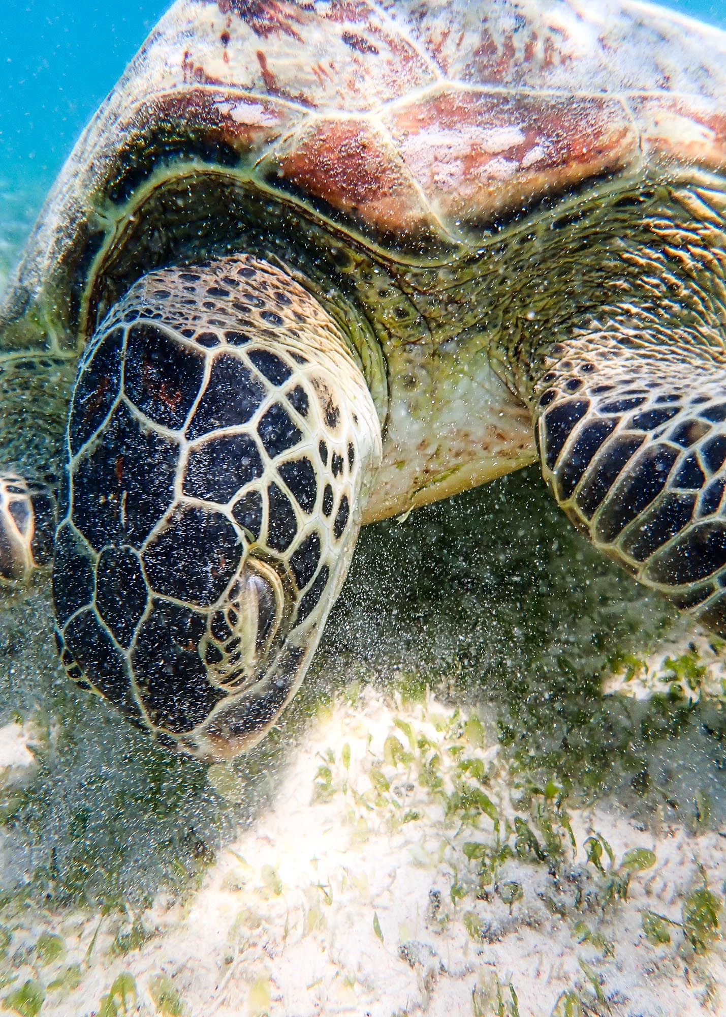 Underwater turtle encounter on Gili Meno