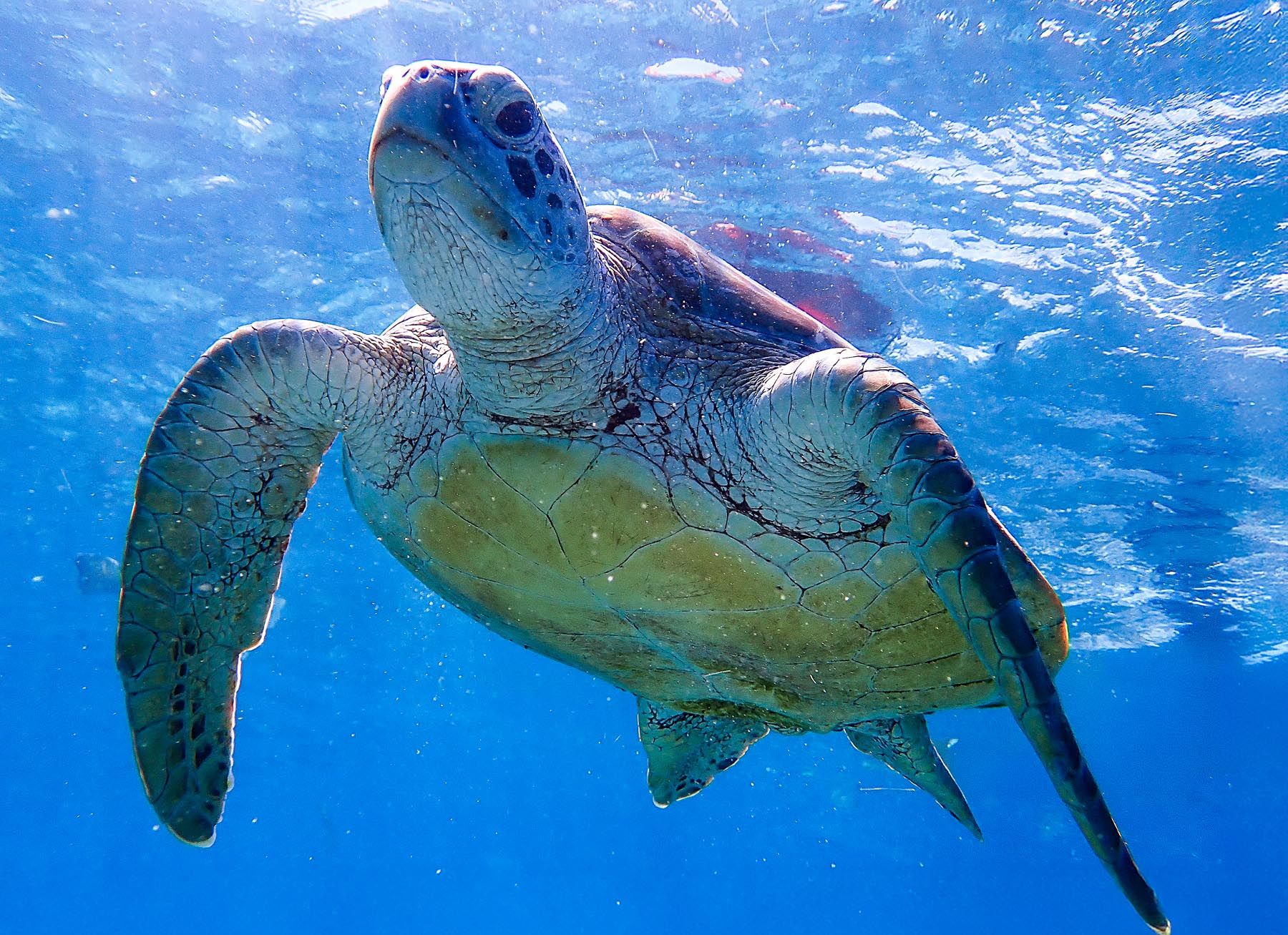 Snorkeling and clear water experience