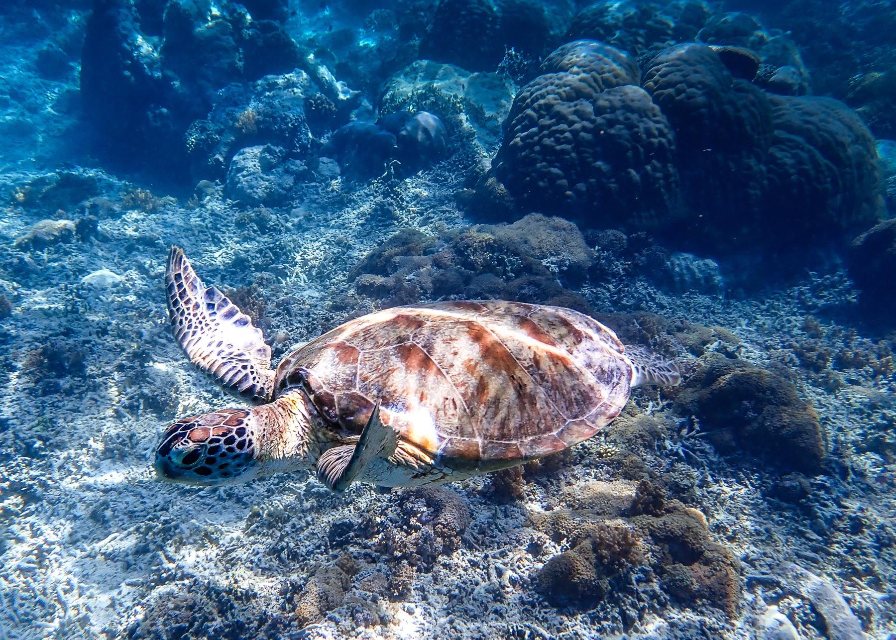 Snorkelling in clear water off Gili Meno