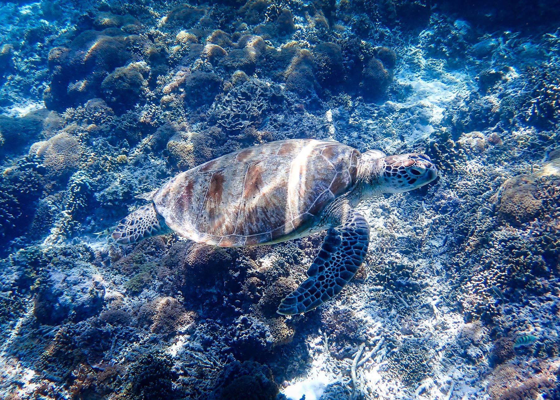 Snorkelling in Gili Meno