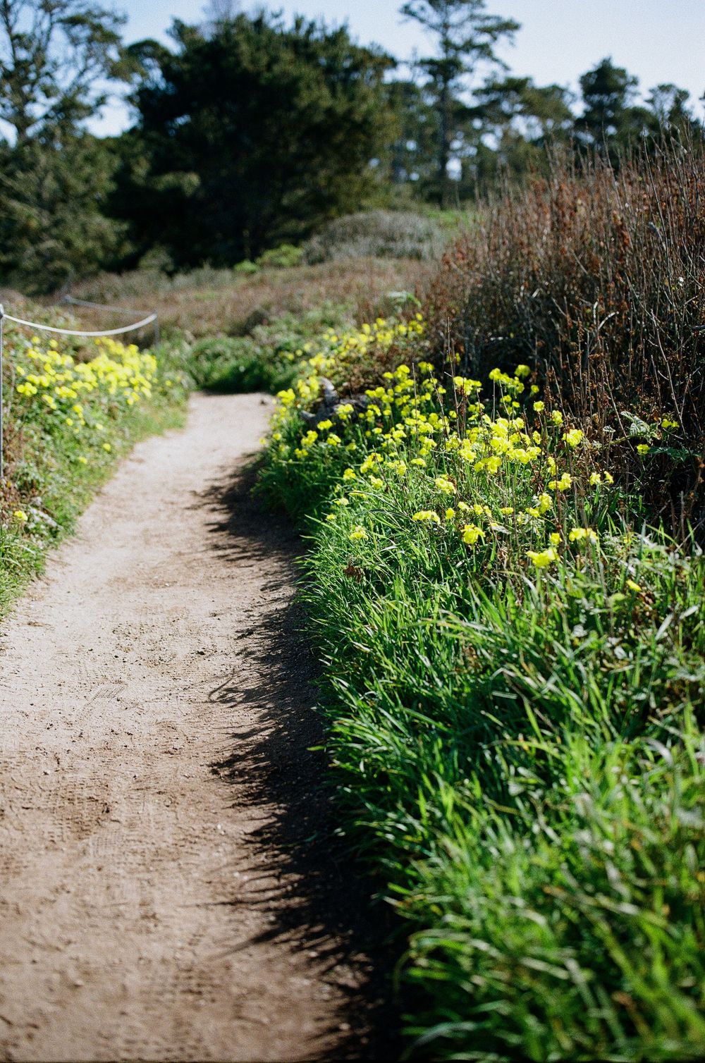 Film photography of nature in CA and NC