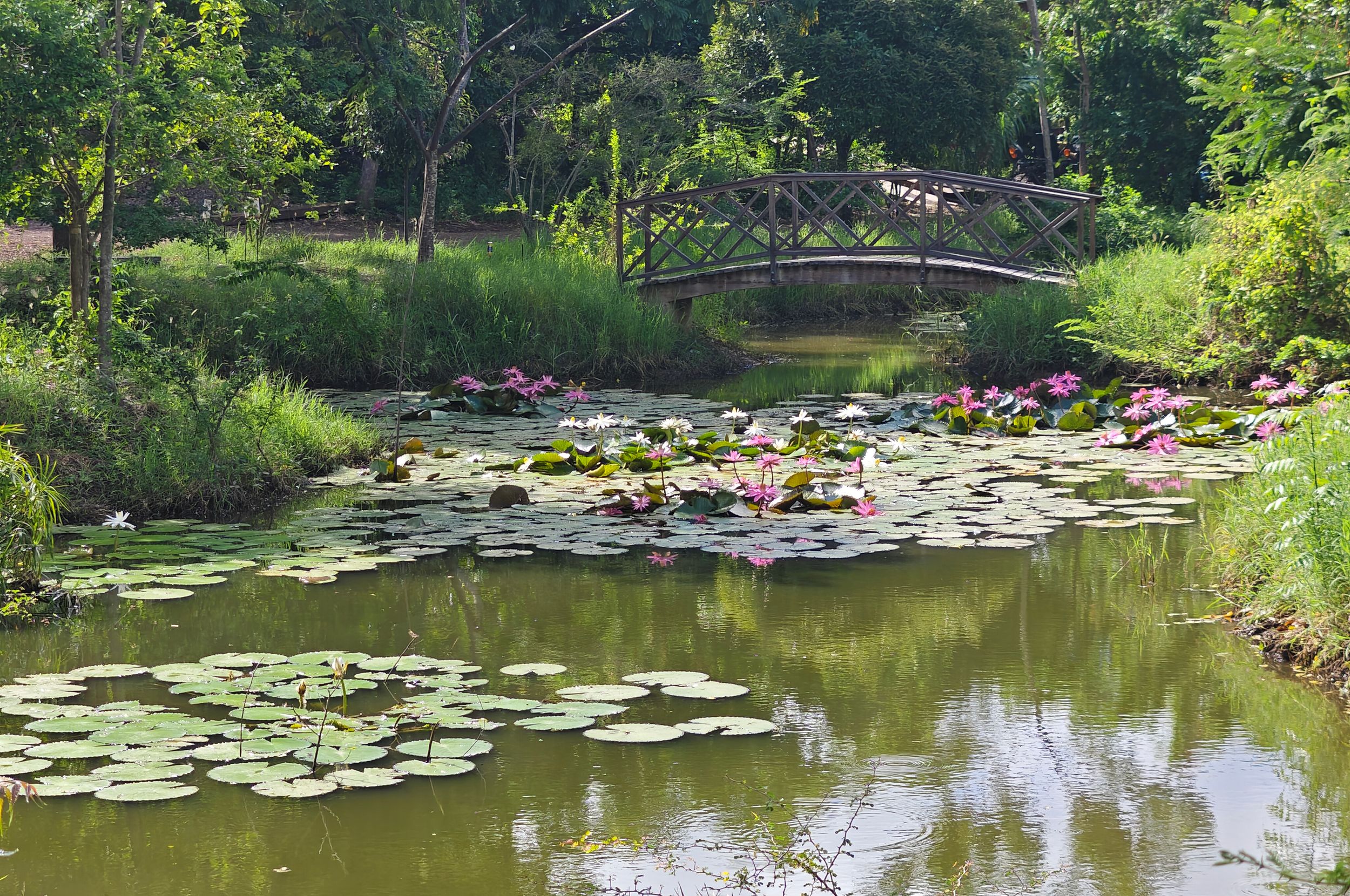 Serene garden pond with pink water lilies, lily pads, and an arched wooden bridge surrounded by lush green trees.
